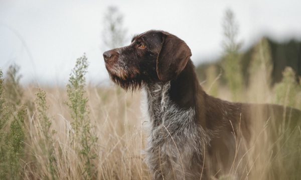 Quelle assurance choisir pour assurer un chien de chasse ?