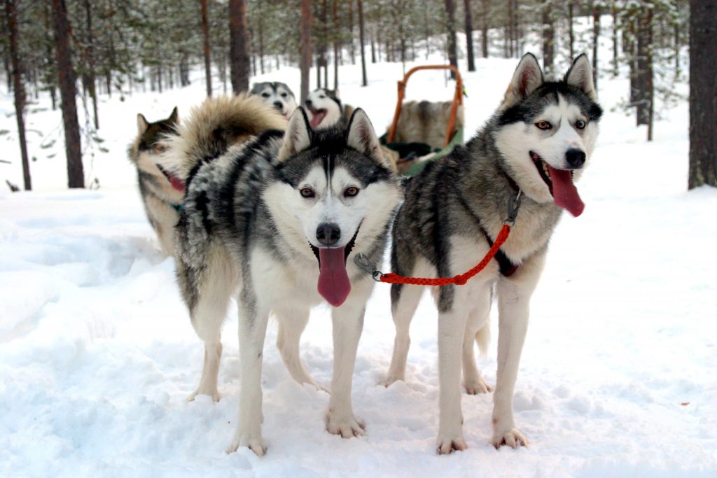 Chiens husky de sibérie idéal pour le traineau