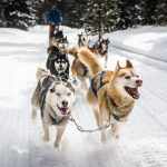 Chiens de traîneau : les races qui composent l’équipage