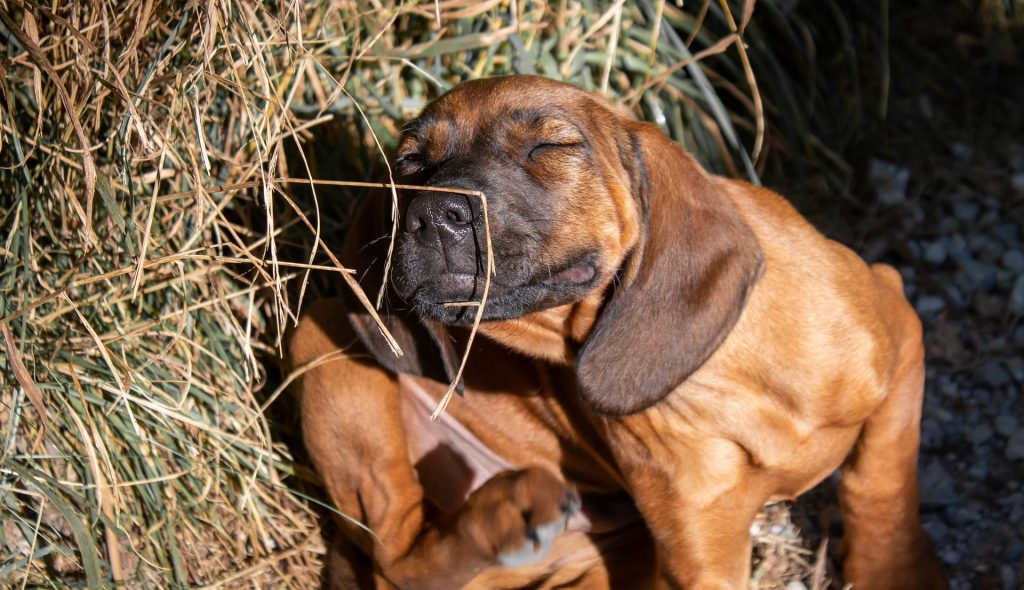 Photo d'un chien qui se gratte