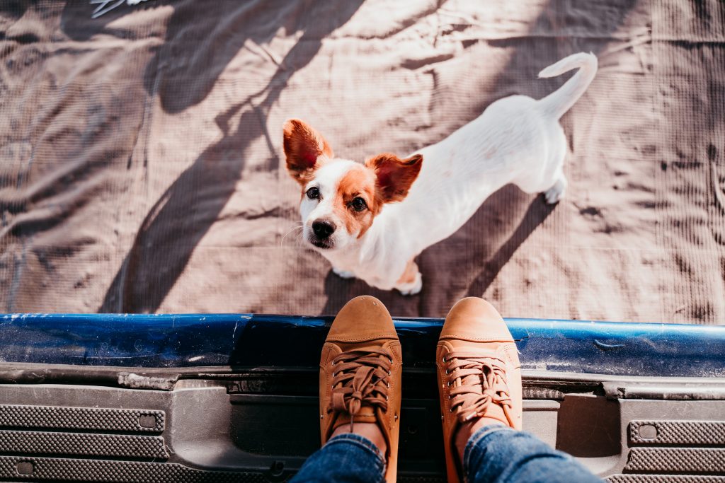 Jack russel devant un van