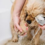 Prendre soin du pelage de son chien