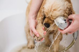 Prendre soin du pelage de son chien