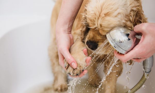 Prendre soin du pelage de son chien