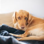 La dysplasie de la hanche chez le chien