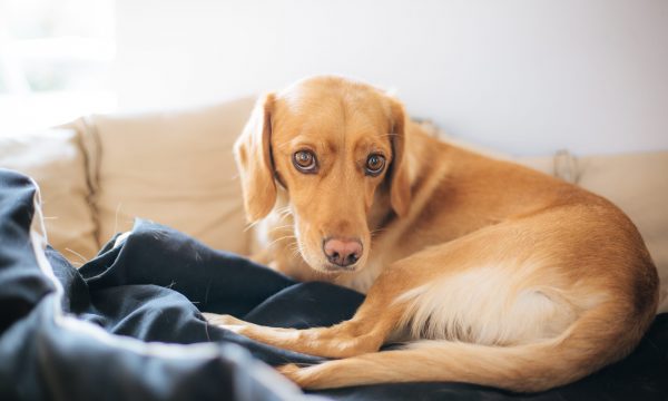Dysplasie de la hanche du chien : causes, symptômes et traitement