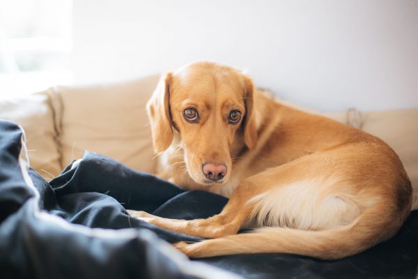 Dysplasie de la hanche du chien : causes, symptômes et traitement