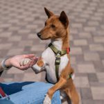 Comment bien éduquer son chien ? Techniques de dressage