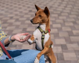 Comment débuter l’éducation de son chien ?