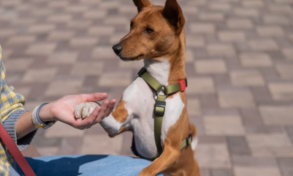 Comment débuter l’éducation de son chien ?