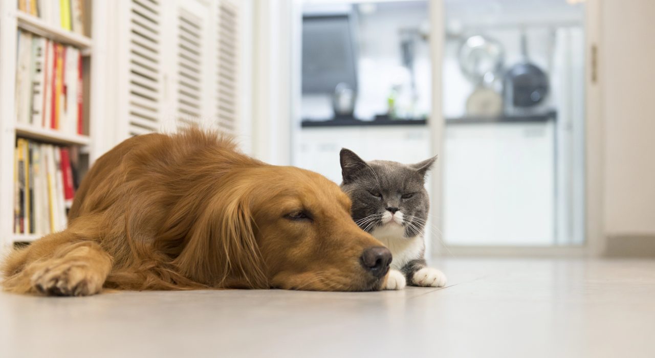 Peut-on souscrire une assurance santé pour un animal adopté en refuge ?