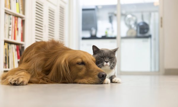 Peut-on souscrire une assurance santé pour un animal adopté en refuge ?