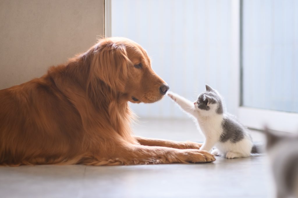 chaton qui veut jouer avec un chien