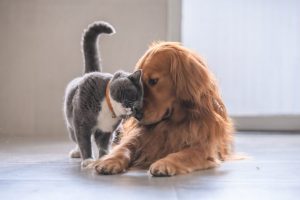 Comment résilier votre assurance pour chiens et chats ?