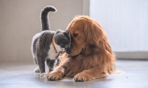Comment résilier votre assurance pour chiens et chats ?