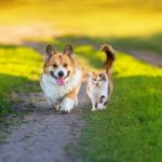 Stérilisation chien et chat: l’assurance rembourse-t-elle ?
