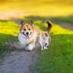Stérilisation chien et chat: l’assurance rembourse-t-elle ?