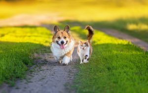 Stérilisation chien et chat: l’assurance rembourse-t-elle ?