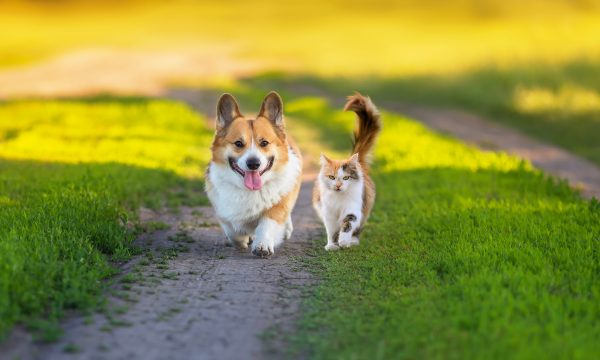 Stérilisation chien et chat: l’assurance rembourse-t-elle ?