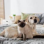 Assurer plusieurs animaux : avantages et fonctionnement