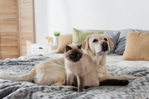 Assurer plusieurs animaux : avantages et fonctionnement