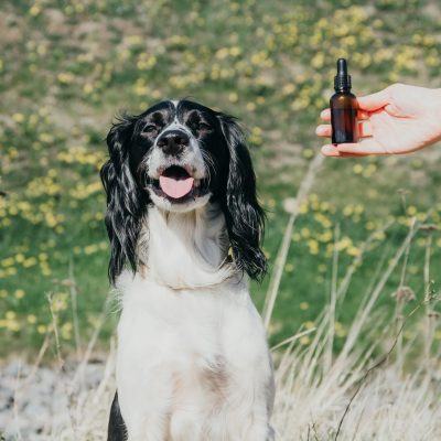 Quelles huiles essentielles pour soigner son chien ?