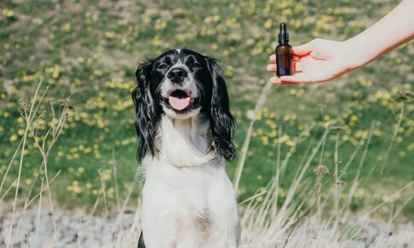 Huile Essentielle pour chien: utilisations, effets, bienfaits