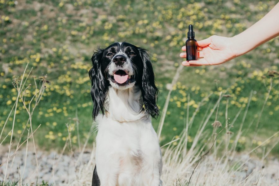 Quelles huiles essentielles pour soigner son chien ?