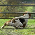 Chien qui fugue : Tout Savoir pour l’en empêcher