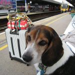 Voyager en train avec son chien : Guide des compagnies et formalités