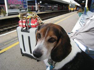 Voyager en train avec son chien : Guide des compagnies et formalités