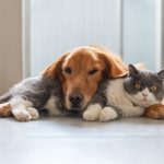 Chiens compatibles avec les chats : Top 10 races à découvrir