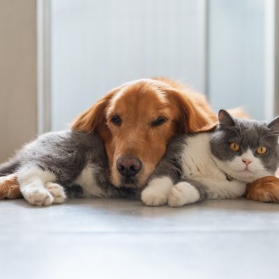 Les meilleures races de chiens compatibles avec les chats