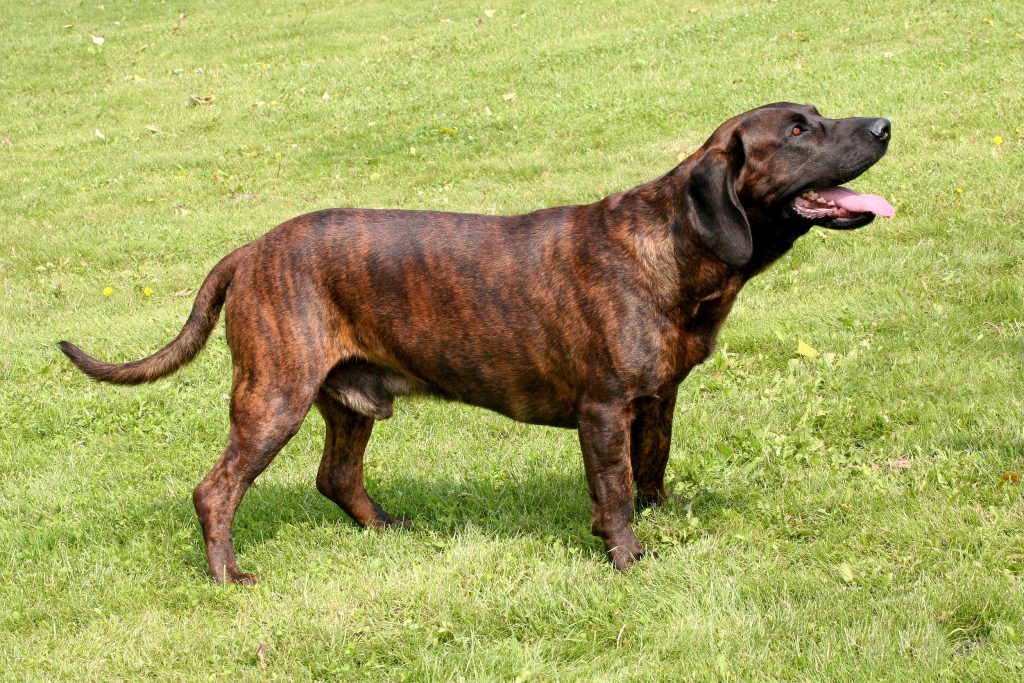 Chien rouge du Hanovre