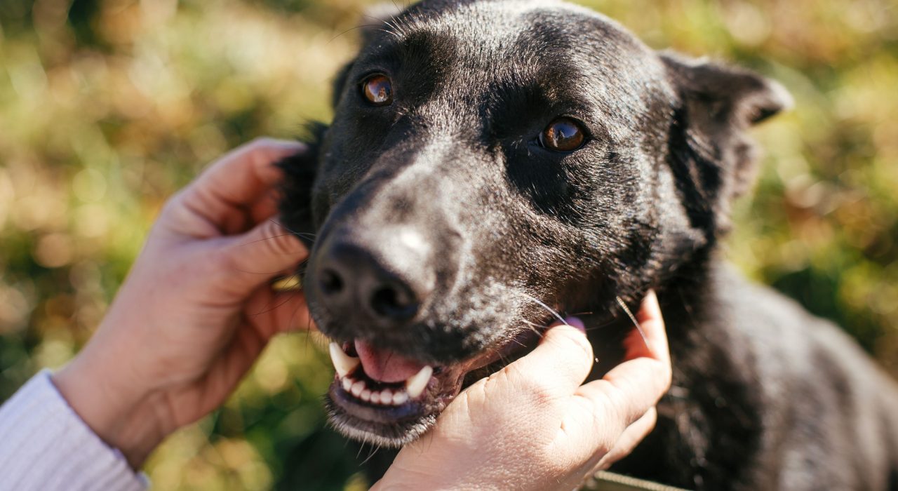 Adopter un chien : conseils pratiques avant son adoption