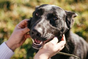 Adopter un chien : conseils pratiques avant son adoption