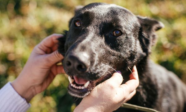 Adopter un chien : conseils pratiques avant son adoption