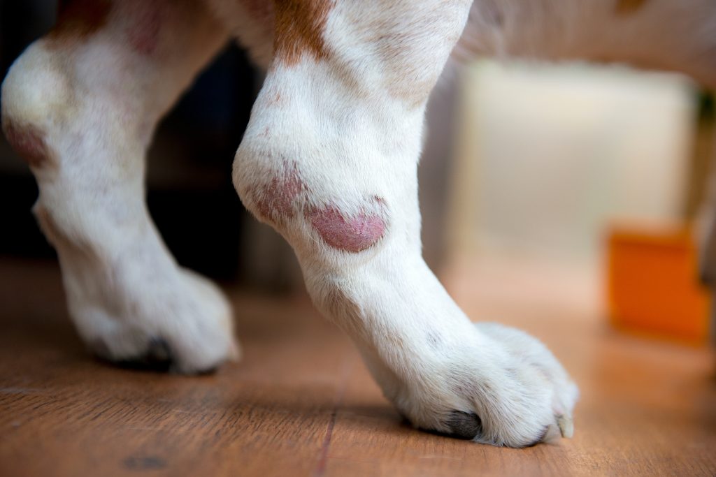 Hot spot sur la patte d'un chien