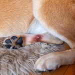 Les hot spots chez le chien