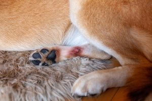 Les hot spots chez le chien