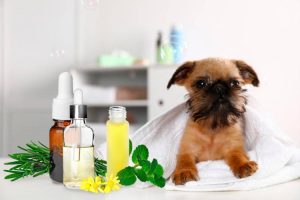 4 Recettes aux Huiles Essentielles contre les puces du chien