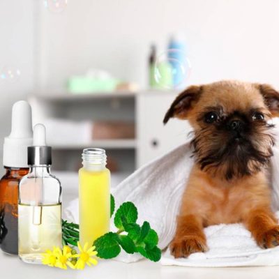 Quelles huiles essentielles contre les puces du chien ?