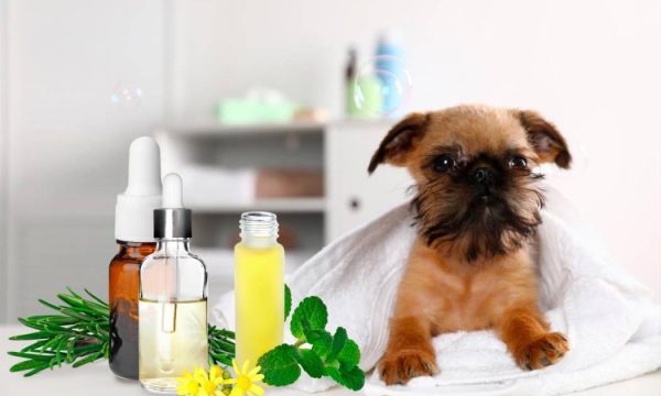 4 Recettes aux Huiles Essentielles contre les puces du chien