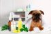 Huiles essentielles efficaces contre les puces du chien