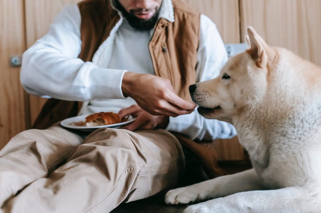 chien qui mange un reste que son maître lui donne