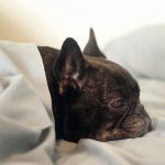 L’hypoglycémie chez le chien