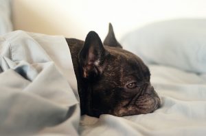 L&rsquo;hypoglycémie chez le chien