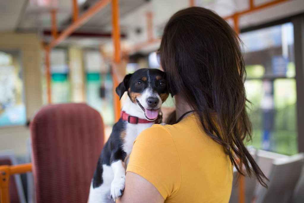 Chien Jack Russel dans un bus avec sa maîtresse