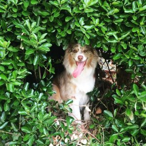 Le coup de chaud chez le chien