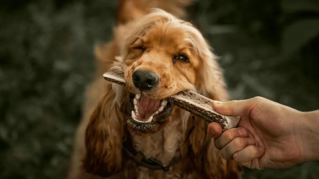 chien qui mâche une friandise
